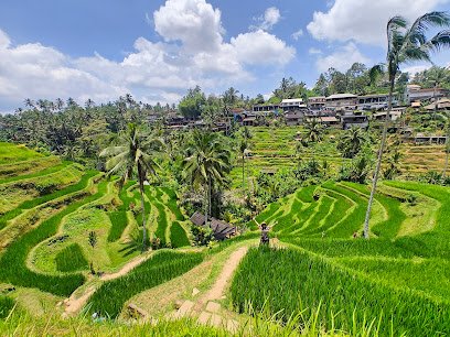 Ubud : tegalalang rice terrace